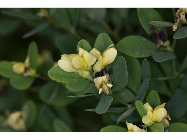 Baptisia nuttalliana (Nuttall's wild indigo) #61484