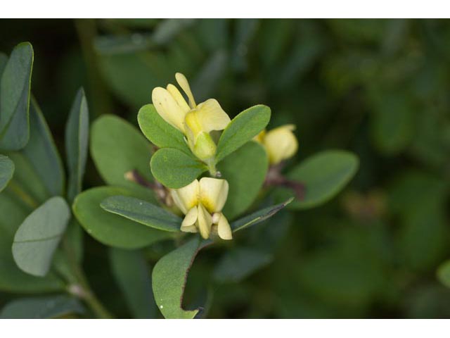 Baptisia nuttalliana (Nuttall's wild indigo) #61485