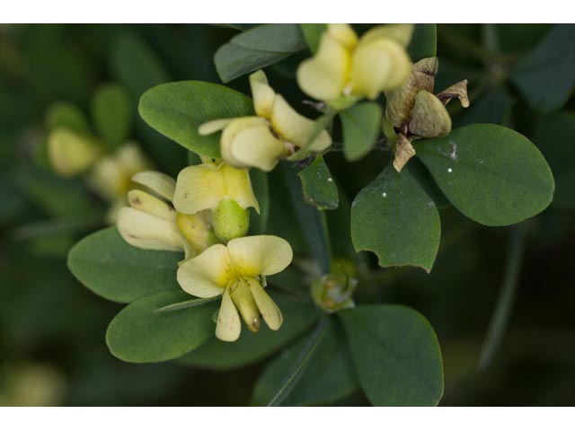 Baptisia nuttalliana (Nuttall's wild indigo) #61486