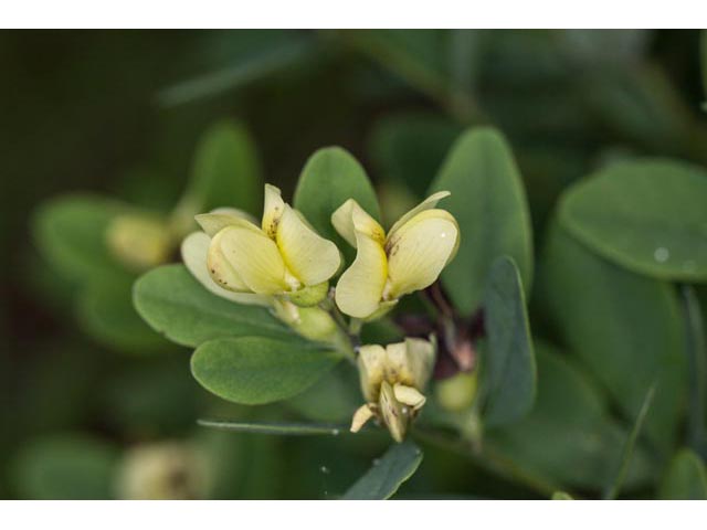 Baptisia nuttalliana (Nuttall's wild indigo) #61487