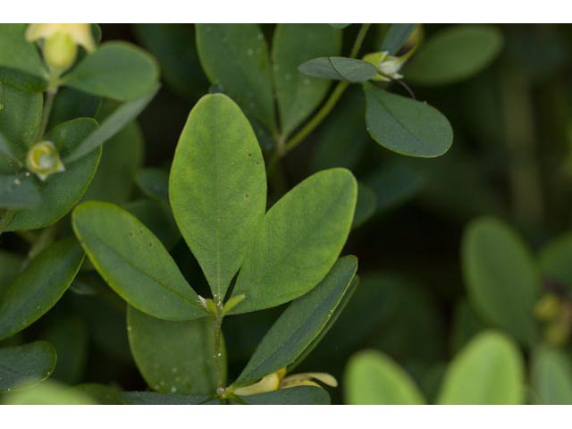 Baptisia nuttalliana (Nuttall's wild indigo) #61488