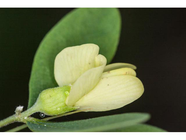 Baptisia nuttalliana (Nuttall's wild indigo) #61489