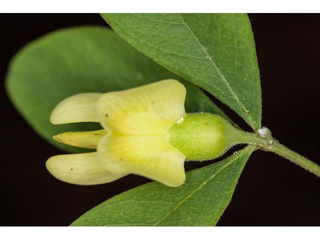 Baptisia nuttalliana (Nuttall's wild indigo) #61490