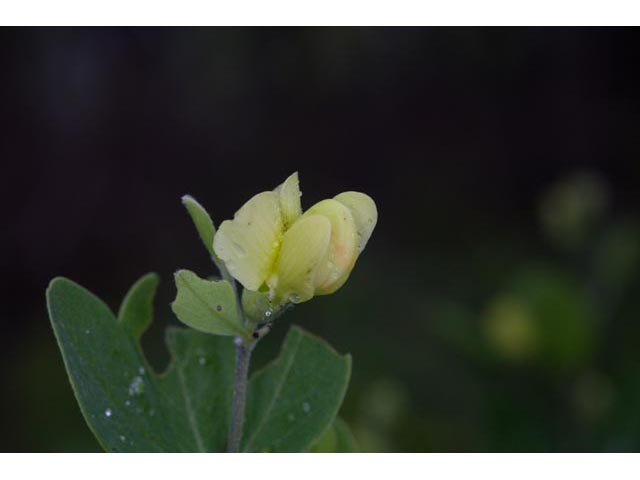 Baptisia nuttalliana (Nuttall's wild indigo) #61492