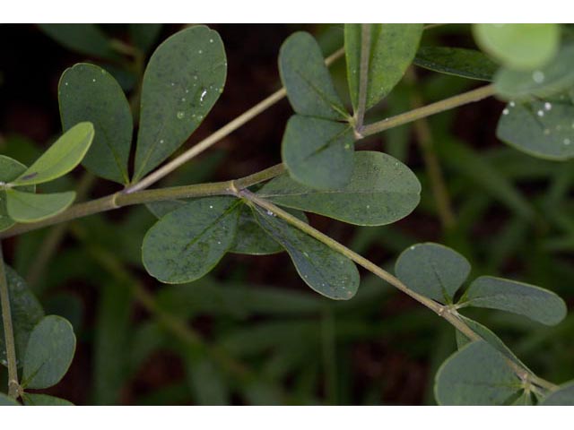 Baptisia nuttalliana (Nuttall's wild indigo) #61494