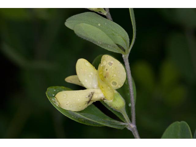 Baptisia nuttalliana (Nuttall's wild indigo) #61496