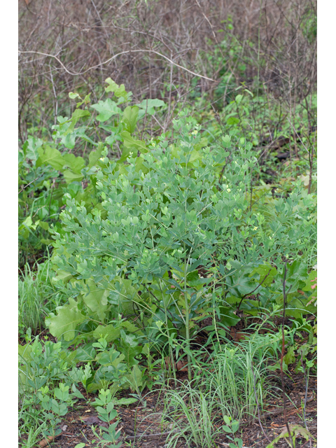 Baptisia nuttalliana (Nuttall's wild indigo) #61497