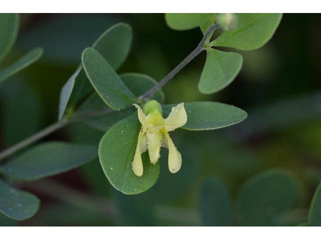 Baptisia nuttalliana (Nuttall's wild indigo) #61498