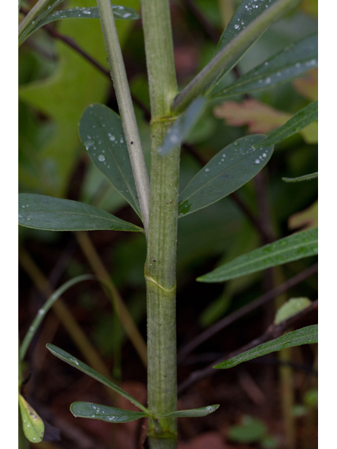 Baptisia nuttalliana (Nuttall's wild indigo) #61499