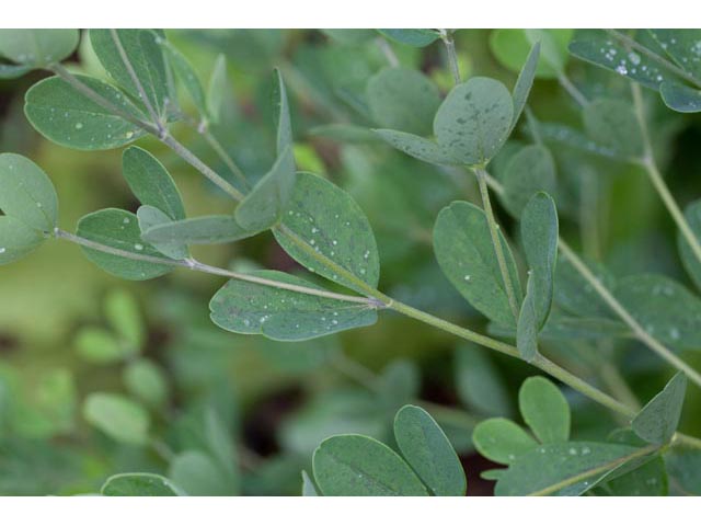 Baptisia nuttalliana (Nuttall's wild indigo) #61500