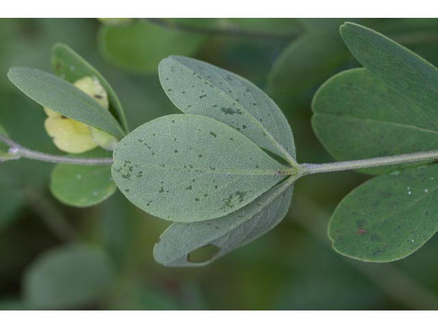 Baptisia nuttalliana (Nuttall's wild indigo) #61501