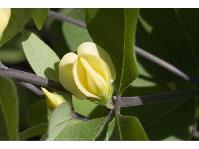 Baptisia nuttalliana (Nuttall's wild indigo) #61503