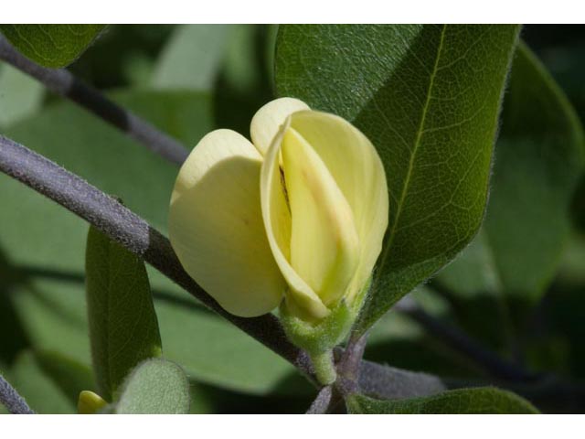 Baptisia nuttalliana (Nuttall's wild indigo) #61504