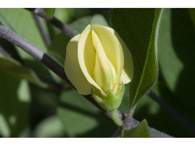 Baptisia nuttalliana (Nuttall's wild indigo) #61505