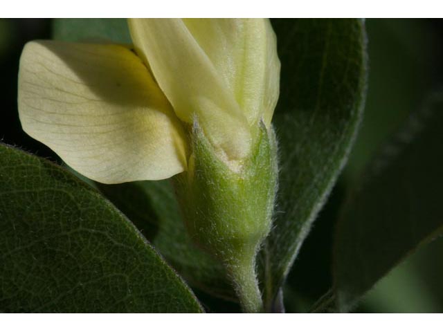 Baptisia nuttalliana (Nuttall's wild indigo) #61507