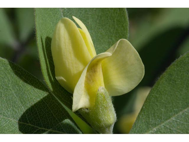 Baptisia nuttalliana (Nuttall's wild indigo) #61508