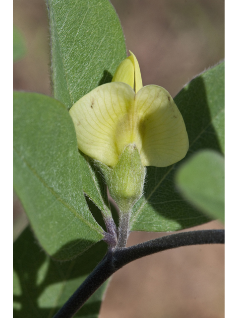 Baptisia nuttalliana (Nuttall's wild indigo) #61511