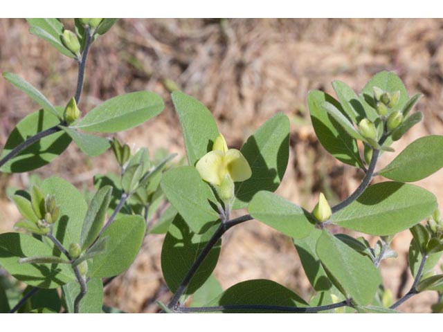 Baptisia nuttalliana (Nuttall's wild indigo) #61512