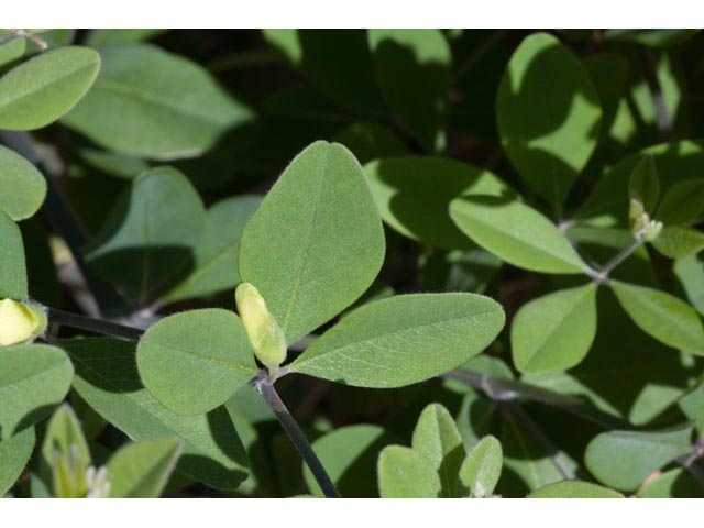 Baptisia nuttalliana (Nuttall's wild indigo) #61513