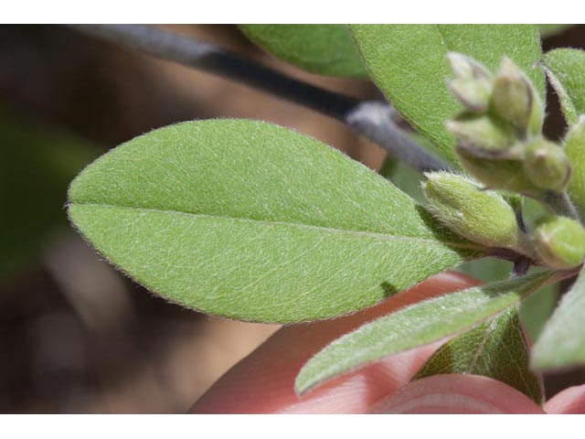 Baptisia nuttalliana (Nuttall's wild indigo) #61514