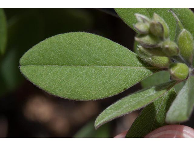 Baptisia nuttalliana (Nuttall's wild indigo) #61515