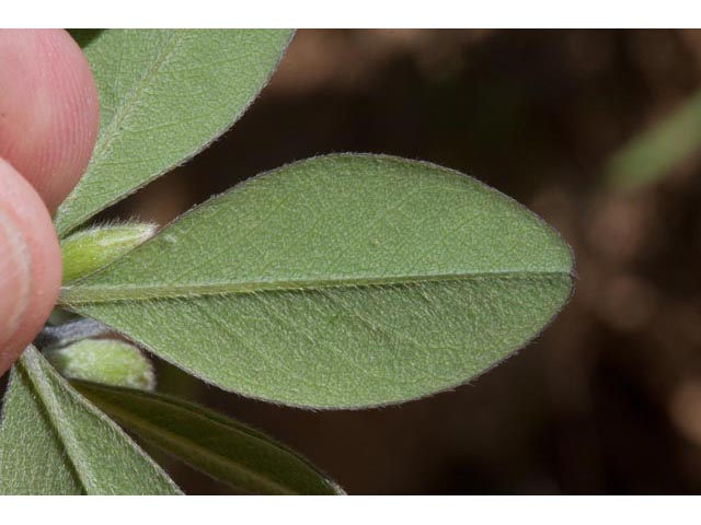 Baptisia nuttalliana (Nuttall's wild indigo) #61516