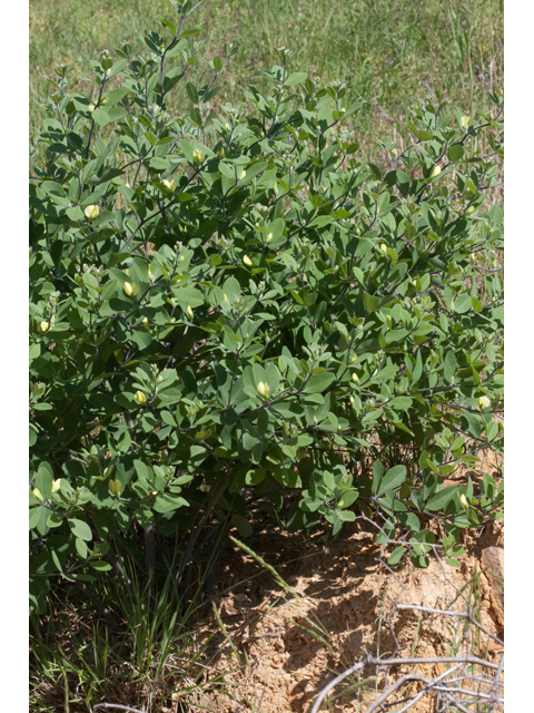 Baptisia nuttalliana (Nuttall's wild indigo) #61518