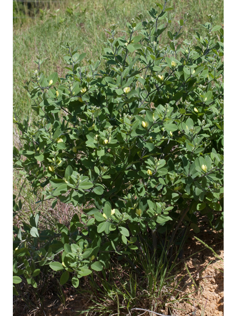 Baptisia nuttalliana (Nuttall's wild indigo) #61519