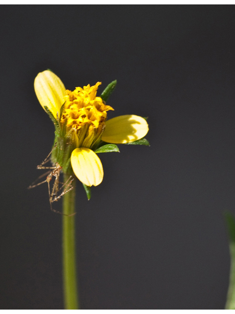 Bidens bipinnata (Spanish needles) #61534