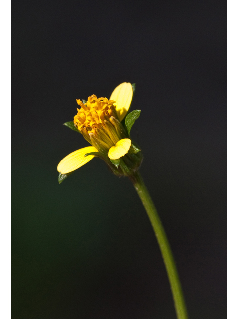 Bidens bipinnata (Spanish needles) #61535