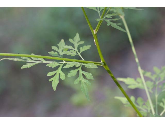 Bidens bipinnata (Spanish needles) #61536