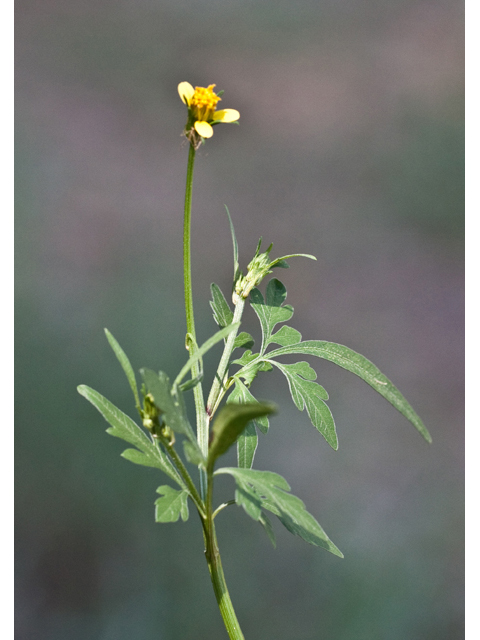 Bidens bipinnata (Spanish needles) #61537