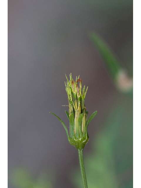 Bidens bipinnata (Spanish needles) #61538