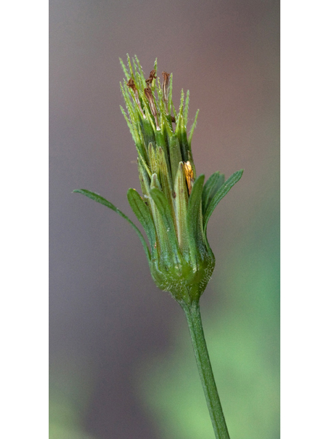 Bidens bipinnata (Spanish needles) #61539