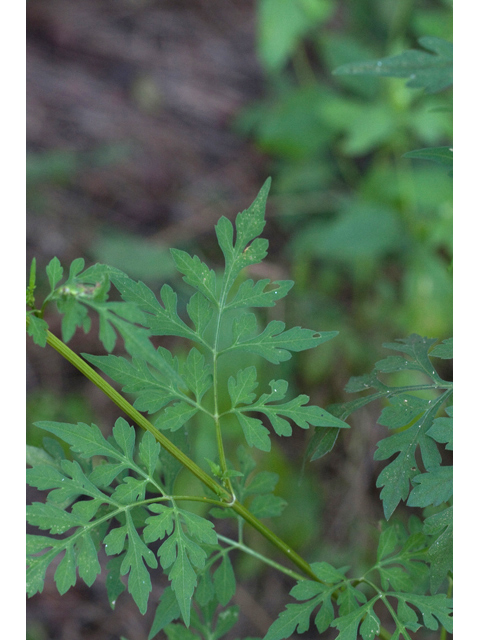 Bidens bipinnata (Spanish needles) #61540