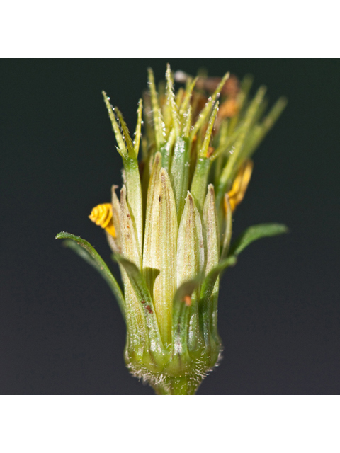 Bidens bipinnata (Spanish needles) #61541