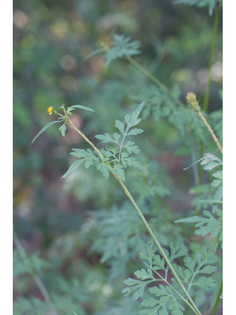 Bidens bipinnata (Spanish needles) #61543