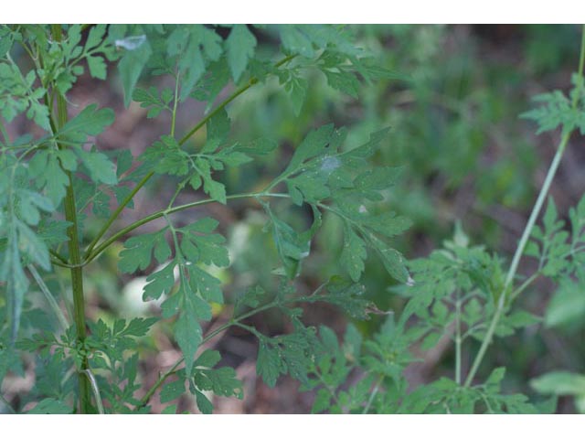 Bidens bipinnata (Spanish needles) #61544