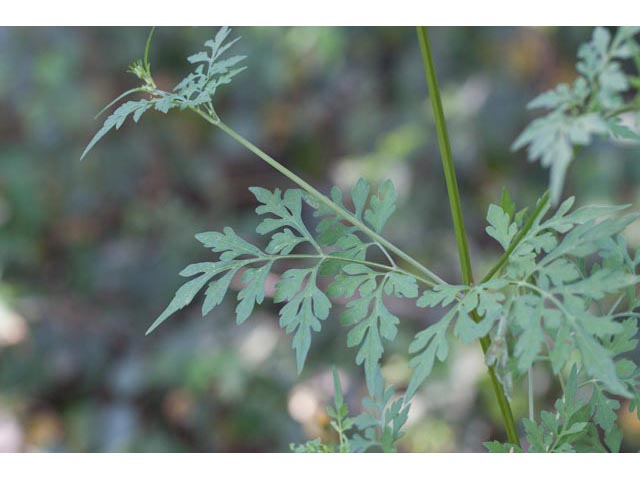 Bidens bipinnata (Spanish needles) #61545