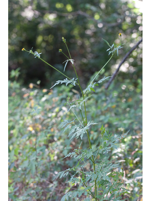 Bidens bipinnata (Spanish needles) #61546