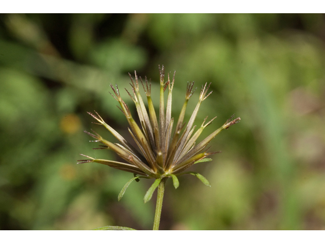 Bidens bipinnata (Spanish needles) #61547