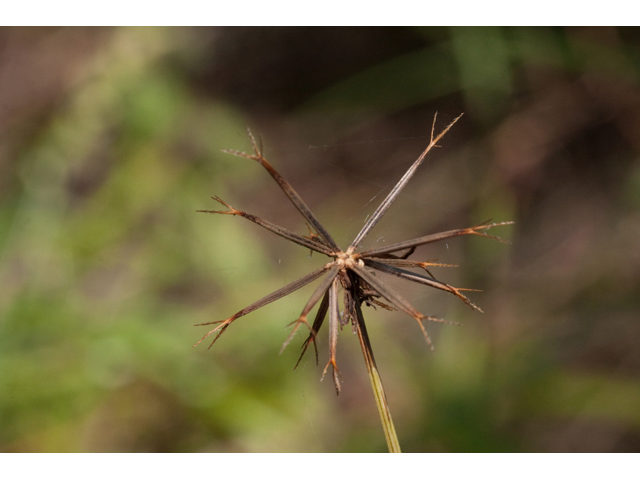 Bidens bipinnata (Spanish needles) #61548