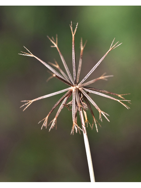 Bidens bipinnata (Spanish needles) #61549