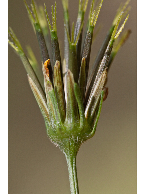 Bidens bipinnata (Spanish needles) #61551