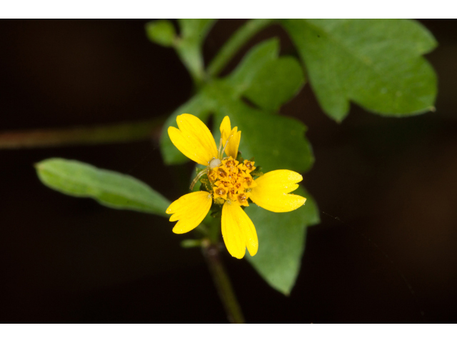 Bidens bipinnata (Spanish needles) #61552