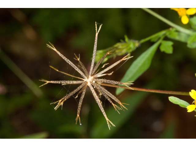 Bidens bipinnata (Spanish needles) #61553