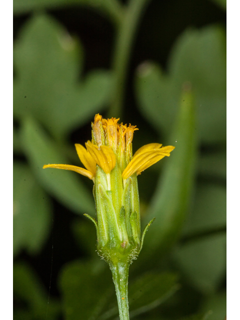 Bidens bipinnata (Spanish needles) #61554