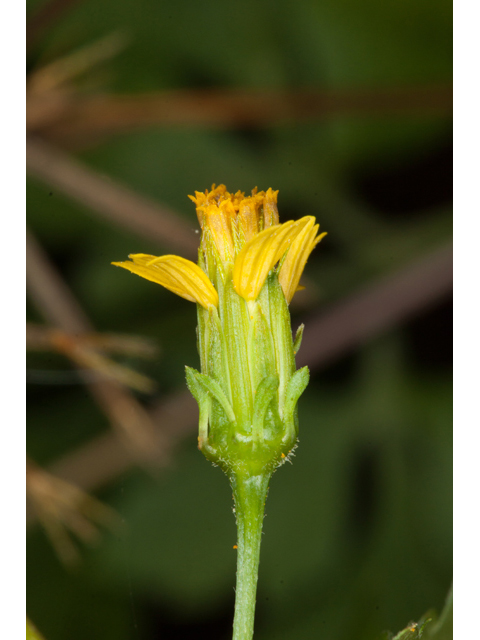 Bidens bipinnata (Spanish needles) #61555