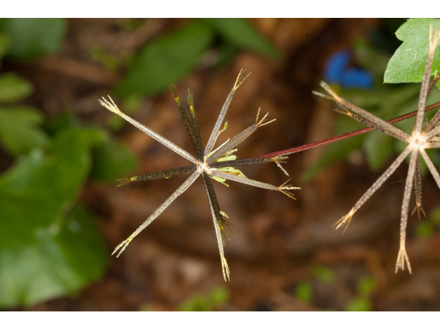 Bidens bipinnata (Spanish needles) #61556