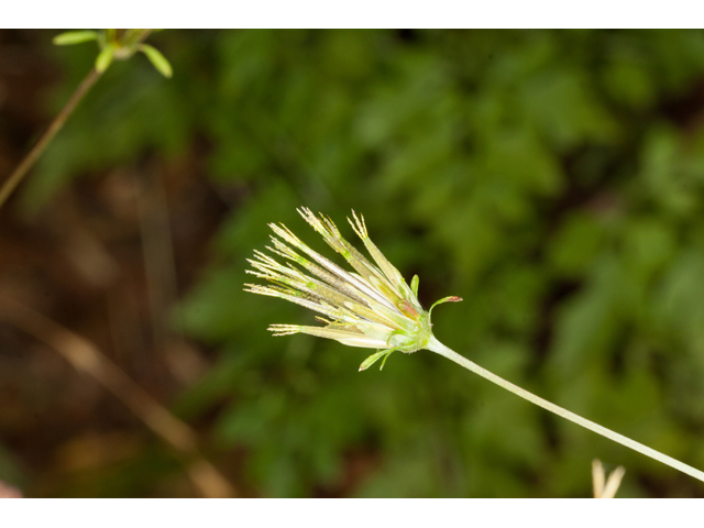 Bidens bipinnata (Spanish needles) #61557